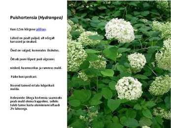 Ilupõõsad #45