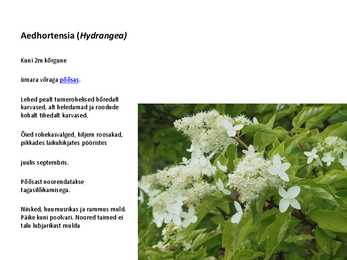 Ilupõõsad #46