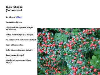 Ilupõõsad #8