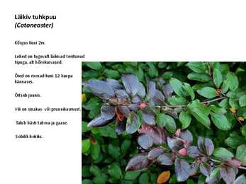 Ilupõõsad #9