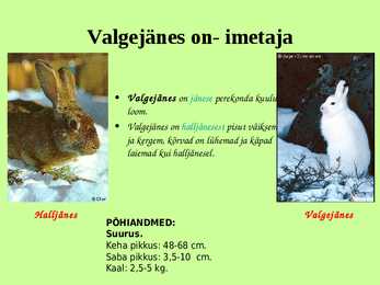 Eesti metsades elavad loomad-- Valgejänes #3
