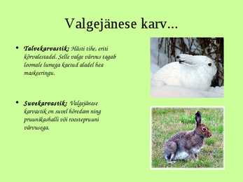 Eesti metsades elavad loomad-- Valgejänes #4