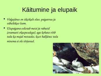 Eesti metsades elavad loomad-- Valgejänes #6