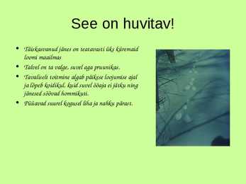Eesti metsades elavad loomad-- Valgejänes #8