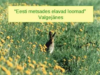 Eesti metsades elavad loomad-- Valgejänes