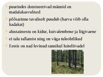 Nõmmemets #3