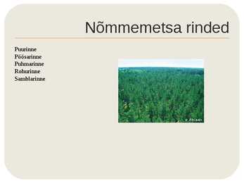 Nõmmemets #4