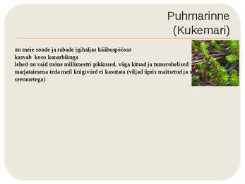 Nõmmemets #7