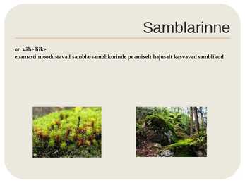 Nõmmemets #9
