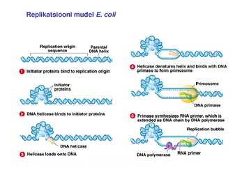 DNA replikatsioon #12