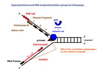 DNA replikatsioon #14