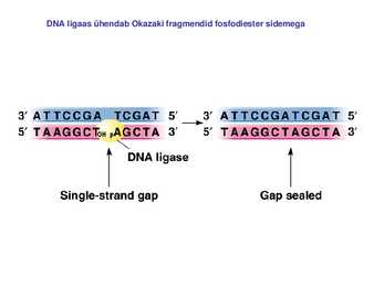 DNA replikatsioon #15