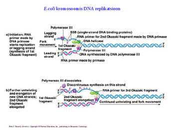 DNA replikatsioon #16