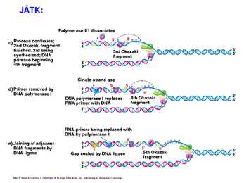 DNA replikatsioon #17