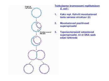 DNA replikatsioon #18