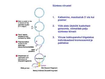 DNA replikatsioon #19