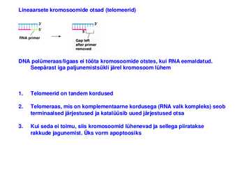 DNA replikatsioon #23