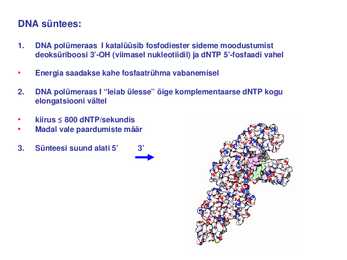 DNA replikatsioon #6