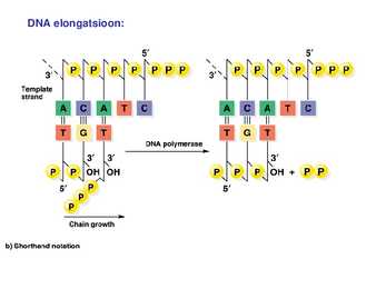 DNA replikatsioon #7