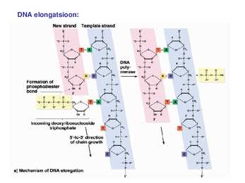 DNA replikatsioon #8