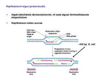 DNA replikatsioon #10