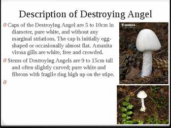 Destroying Angel #3