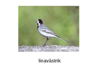 Juhan Smuul  Mälestusi isast #16