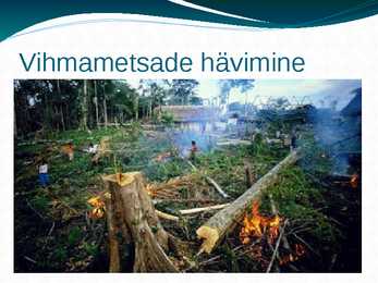 Amazonas e jõgikond vihmametsade hävimine #7