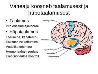 Aju närvissteem #11
