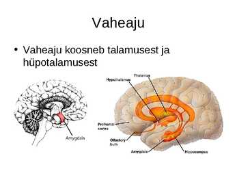Aju närvissteem #12