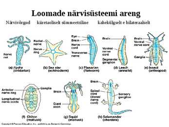 Aju närvissteem #3