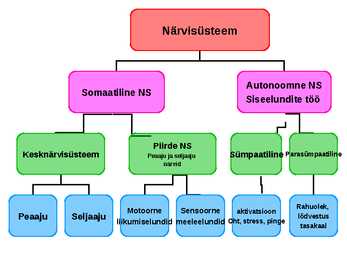 Aju närvissteem #4