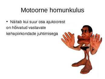Aju närvissteem #32