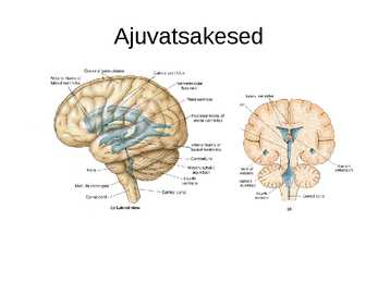 Aju närvissteem #33