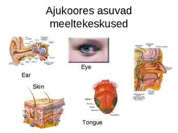 Aju närvissteem #37