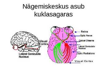 Aju närvissteem #38