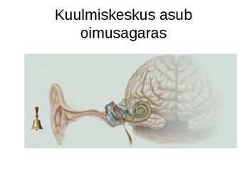 Aju närvissteem #39