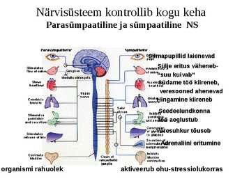 Aju närvissteem #5