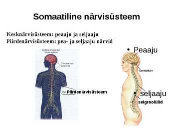 Aju närvissteem #7