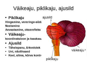 Aju närvissteem #9