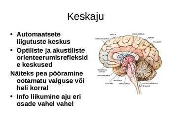Aju närvissteem #10