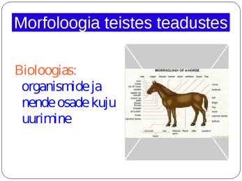 Morfoloogia ja vormiõpetus #3