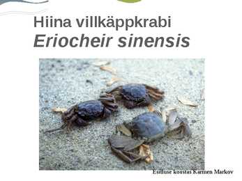 Hiina villkäppkrabi