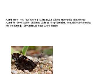 Liblikad #14