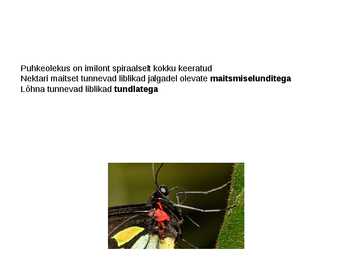 Liblikad #4