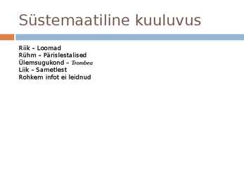 Võsapuuk ja Sametlest #13