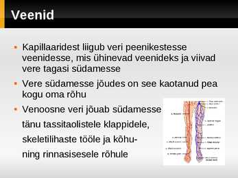 Ringeelundkond #8