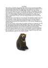 Sun Bear