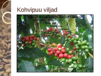 Esitlus Kohvi kohta #9