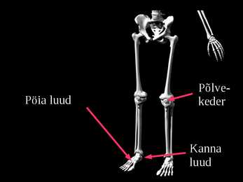 Tugielundkond - lihased powerpoint #11